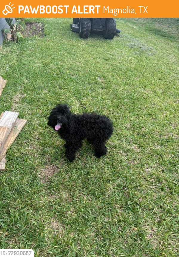 Found/Stray Male Dog last seen Magnolia Ridge Blvd, Magnolia, TX 77353