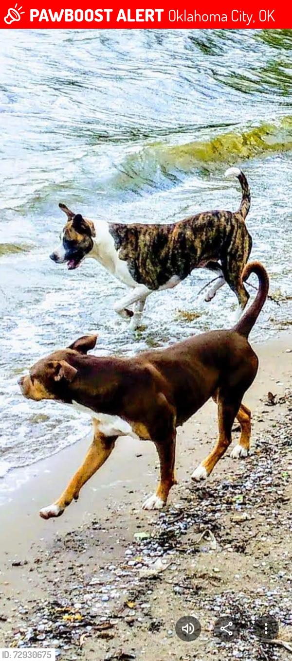 Lost Female Dog last seen By the  Airport , Oklahoma City, OK 73119