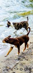 Lost Female Dog last seen By the  Airport , Oklahoma City, OK 73119