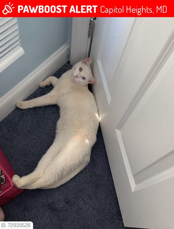Lost Male Cat last seen Addison and crown st, Capitol Heights, MD 20743
