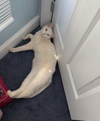 Lost Male Cat last seen Addison and crown st, Capitol Heights, MD 20743