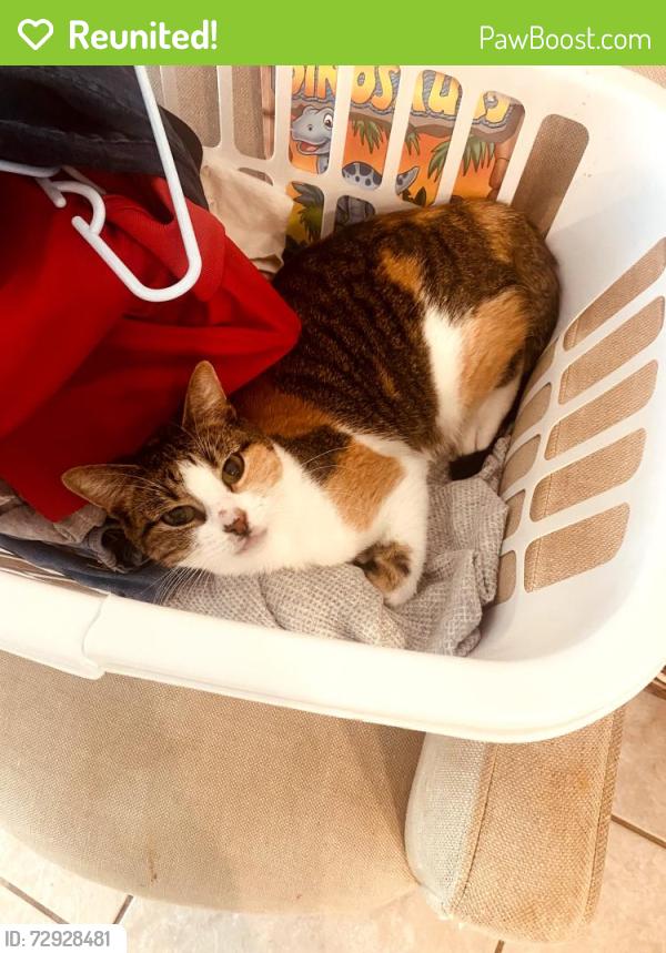 Reunited Female Cat last seen Hall blvd & 85th Rd N. Loxahatchee, The Acreage, FL 33470