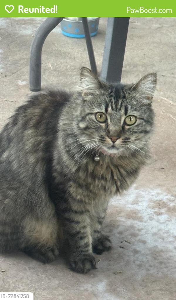 Reunited Female Cat last seen Lilac ln and Olinda , Brea, CA 92823