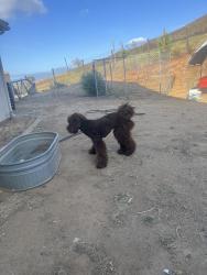Found/Stray Unknown Dog last seen Leon rd, Menifee, CA 92563