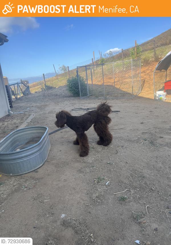 Found/Stray Unknown Dog last seen Leon rd, Menifee, CA 92563