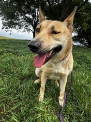 Shelter Stray Female Dog last seen CHARLOTTE, Charlotte, NC 28217