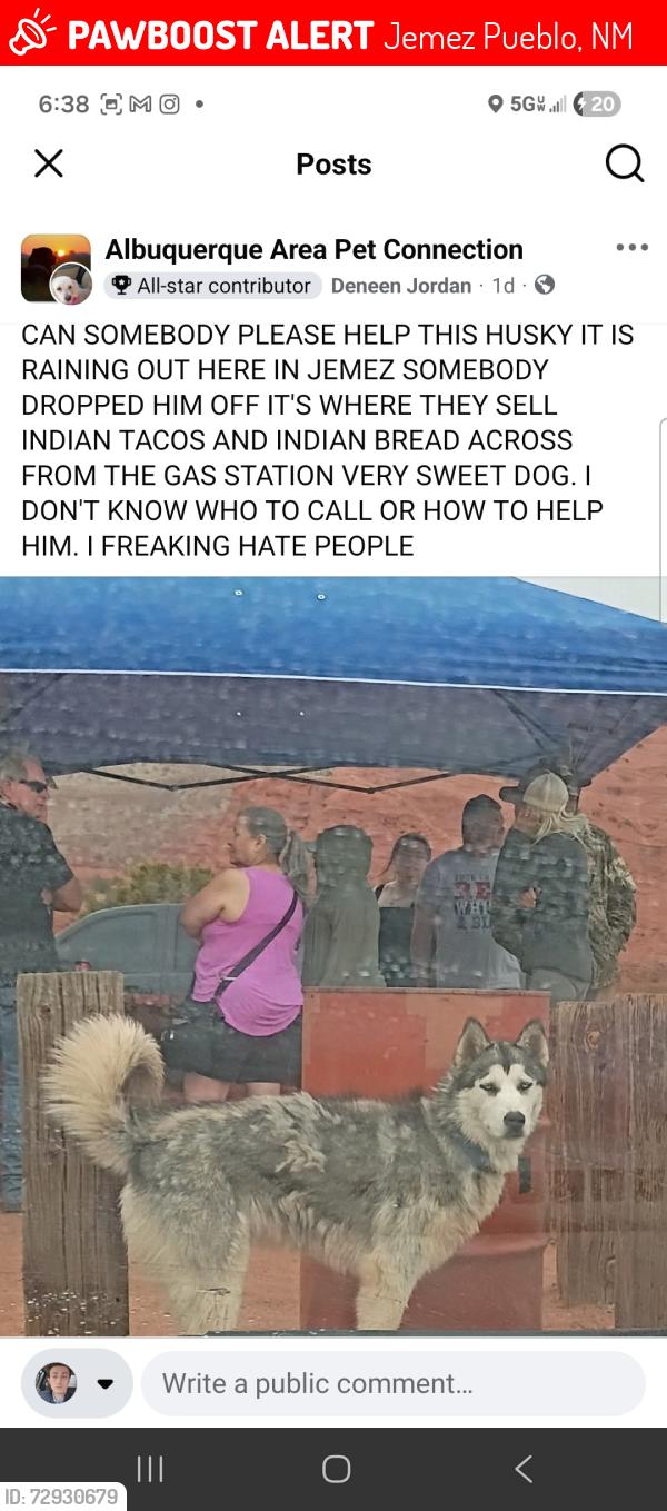 Lost Male Dog last seen  Across the highway from the Walatowa Visitor Center, right by the Walatowa Convenience Store / Red Rocks gas station food stalls (where Indian Tacos are sold) on NM State Road 4 in Jemez Pueblo, NM., Jemez Pueblo, NM 87024