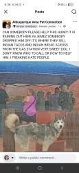 Lost Male Dog last seen  Across the highway from the Walatowa Visitor Center, right by the Walatowa Convenience Store / Red Rocks gas station food stalls (where Indian Tacos are sold) on NM State Road 4 in Jemez Pueblo, NM., Jemez Pueblo, NM 87024