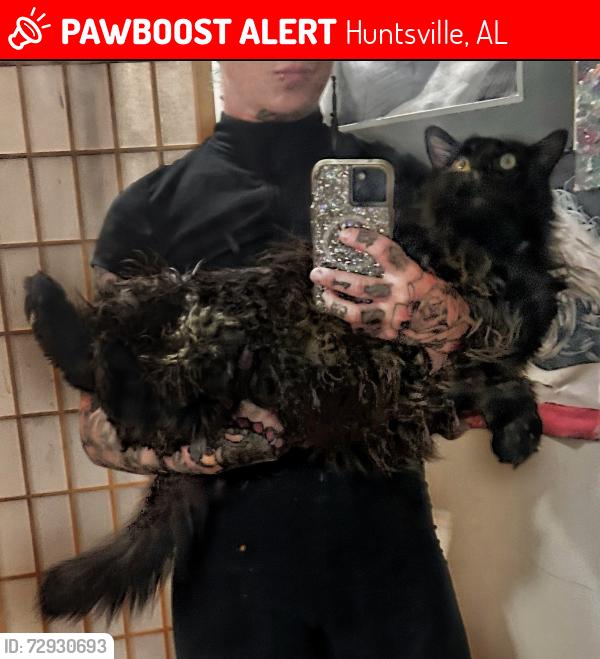 Lost Male Cat last seen I’m in the red brick cndmniums on the corner of Bailey Cove and Willowbrook, Huntsville, AL 35802