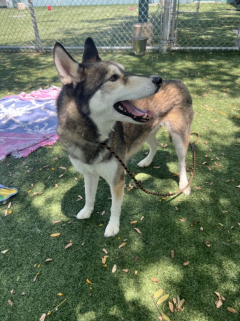 Shelter Stray Male Dog last seen , Chatsworth, CA 91311