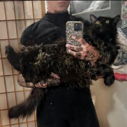 Lost Male Cat last seen I’m in the red brick cndmniums on the corner of Bailey Cove and Willowbrook, Huntsville, AL 35802