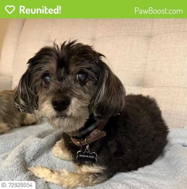 Reunited Female Dog last seen Ventura Rd and Oxnard Blvd, Oxnard, CA 93036