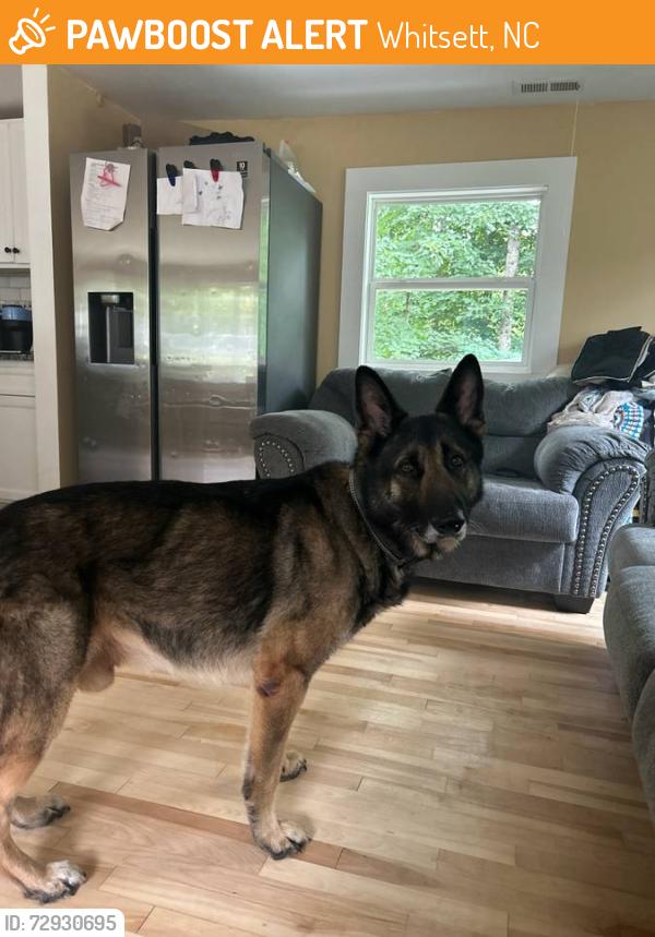 Found/Stray Male Dog last seen Burlington, NC, Whitsett, NC 27249