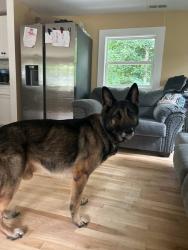 Found/Stray Male Dog last seen Burlington, NC, Whitsett, NC 27249