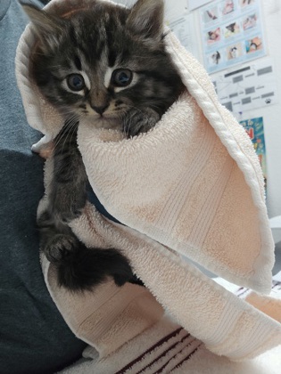 Shelter Stray Female Cat last seen Rancho Cordova, CA 95670, Sacramento, CA 95828