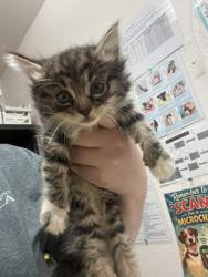 Shelter Stray Female Cat last seen Near PETER A MCCUEN BLVD, Rancho Cordova, CA, Sacramento, CA 95828