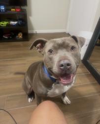Reunited Male Dog last seen Near NW 43rd St, Oklahoma City, OK 73112, USA, Oklahoma City, OK 73112