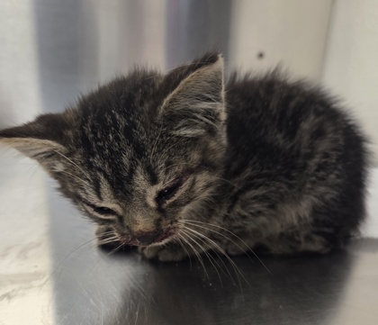 Shelter Stray Female Cat last seen Fresno County, CA , Fresno, CA 93706