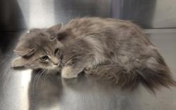 Shelter Stray Female Cat last seen Fresno County, CA , Fresno, CA 93706