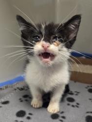Shelter Stray Female Cat last seen McKinley and Brawley, Fresno Zone Fresno CO 2 93722, CA, Fresno, CA 93706