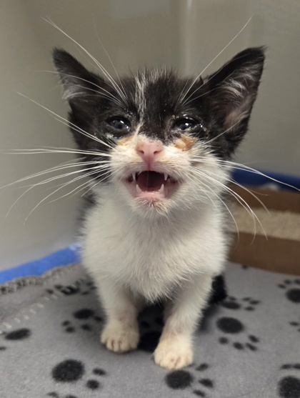 Shelter Stray Female Cat last seen McKinley and Brawley, Fresno Zone Fresno CO 2 93722, CA, Fresno, CA 93706