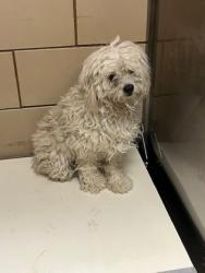 Shelter Stray Female Dog last seen Near Branch Hollow Dr, 75150, TX, Mesquite, TX 75149