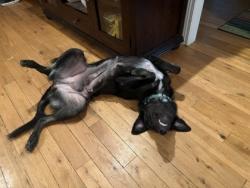Shelter Stray Female Dog last seen Near new Peachtree road Doraville ga 30360, 30360, GA, Atlanta, GA 30341