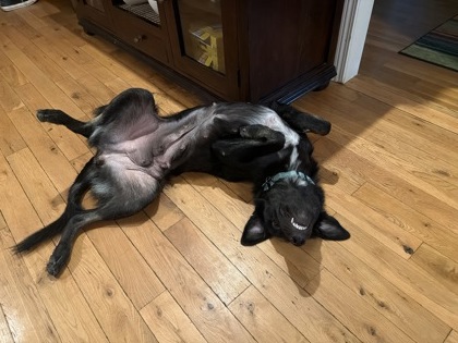 Shelter Stray Female Dog last seen Near new Peachtree road Doraville ga 30360, 30360, GA, Atlanta, GA 30341