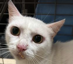 Shelter Stray Female Cat last seen Fraternity Row / Wellborn, City of College Station, TX, 5359 Leonard Rd, Bryan, TX 77807, USA