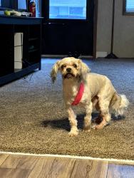 Reunited Unknown Dog last seen Beechgrove , Beech Grove, IN 46107