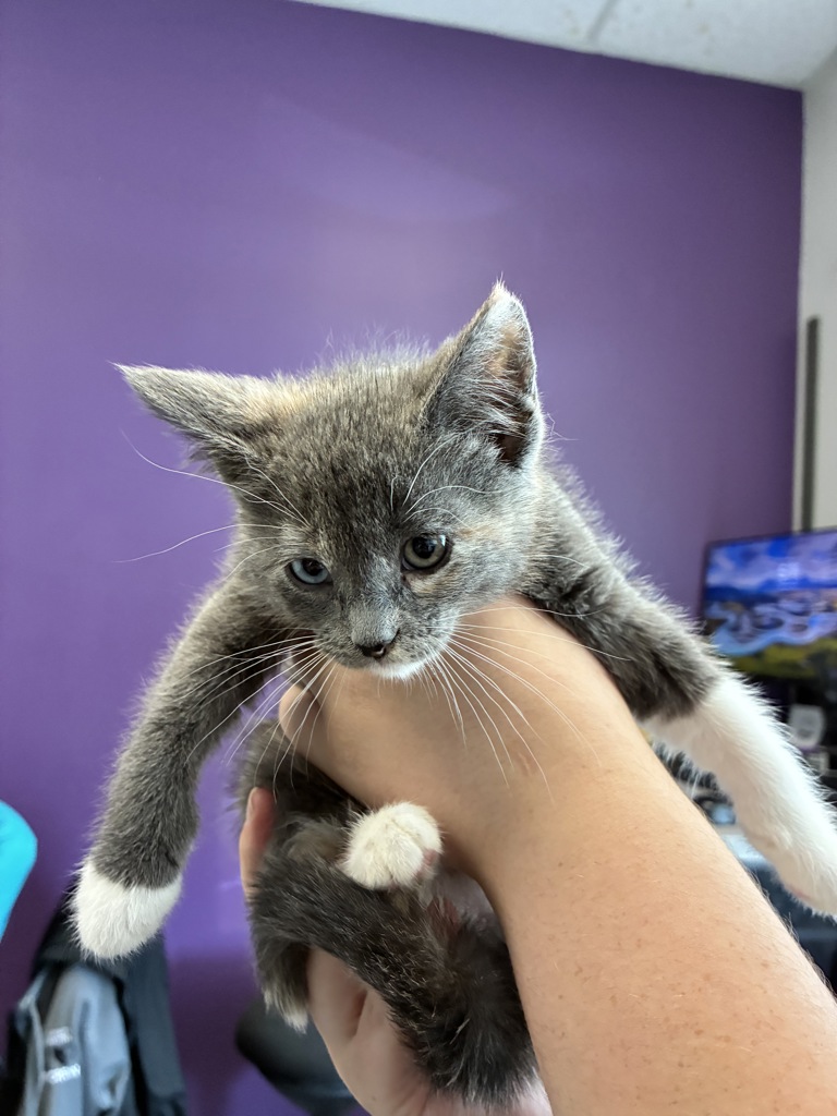 Shelter Stray Female Cat last seen Near S Navajo Street, SALT LAKE CITY, UT, 84104, Taylorsville, UT 84123