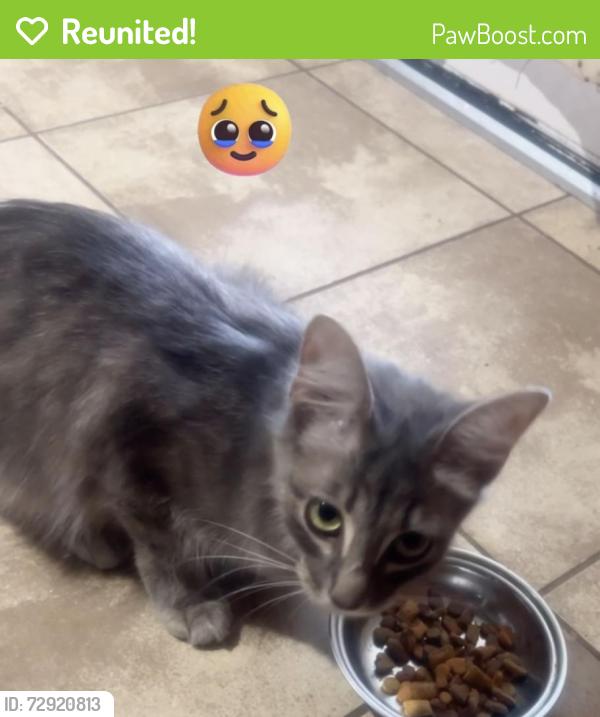 Reunited Female Cat last seen Cypress Springs High School and Dinner Creek, Cypress, TX 77433