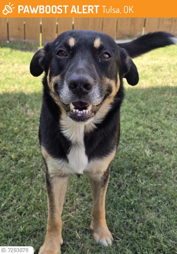 Found/Stray Male Dog last seen Tulsa Botanic Gardens, Tulsa, OK 74103