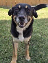 Found/Stray Male Dog last seen Tulsa Botanic Gardens, Tulsa, OK 74103