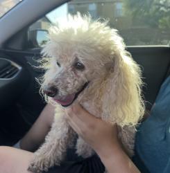 Reunited Male Dog last seen Near and Stephanie , Henderson, NV 89012