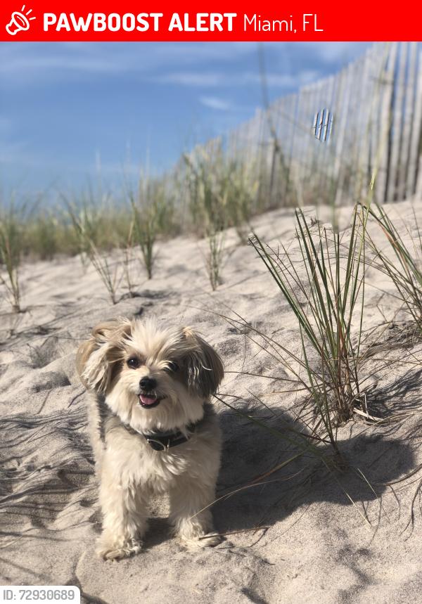 Lost Female Dog last seen Calle ocho , Miami, FL 33145
