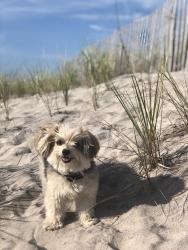 Lost Female Dog last seen Calle ocho , Miami, FL 33145