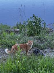 Found/Stray Unknown Cat last seen Wandering around the lake in Redmond park., Bensenville, IL 60106