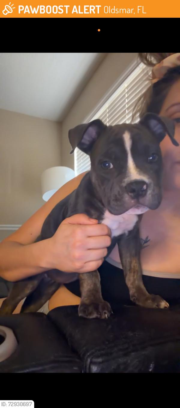 Found/Stray Female Dog last seen Near E Lake Woodlands Pkwy, Oldsmar, FL 34677, Oldsmar, FL 34677