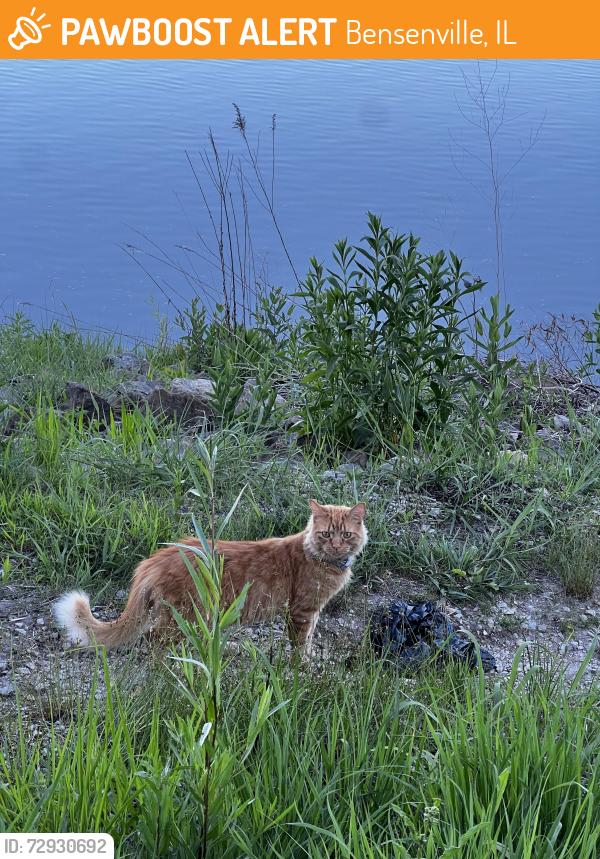 Found/Stray Unknown Cat last seen Wandering around the lake in Redmond park., Bensenville, IL 60106