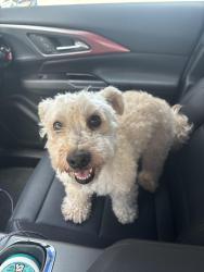 Reunited Male Dog last seen Fort Worth, Fort Worth, TX 76102