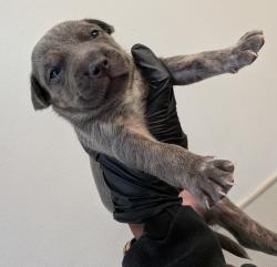 Shelter Stray Male Dog last seen Near Harrison Avenue, San Diego, CA, 92113, San Diego, CA 92110