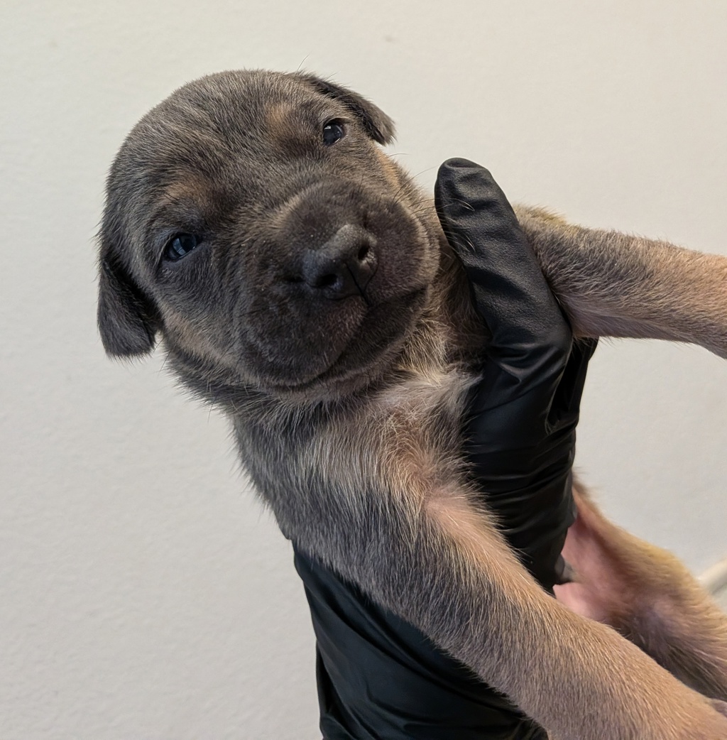 Shelter Stray Male Dog last seen Near Harrison Avenue, San Diego, CA, 92113, San Diego, CA 92110