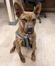 Shelter Stray Male Dog last seen Convoy Street, San Diego, CA, 92111, San Diego, CA 92110