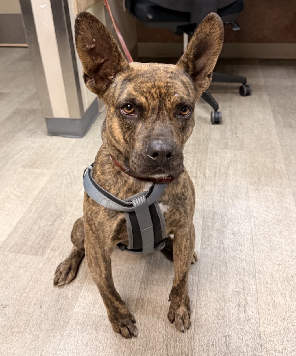 Shelter Stray Male Dog last seen Convoy Street, San Diego, CA, 92111, San Diego, CA 92110