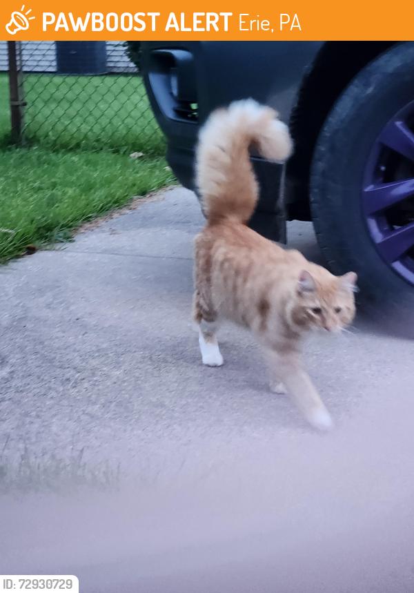 Found/Stray Unknown Cat last seen Corner of Melrose and Washington, Erie, PA 16508