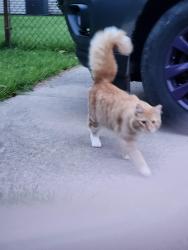 Found/Stray Unknown Cat last seen Corner of Melrose and Washington, Erie, PA 16508
