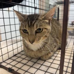 Shelter Stray Female Cat last seen Near Alsacia Street, San Diego, CA, 92139, San Diego, CA 92110