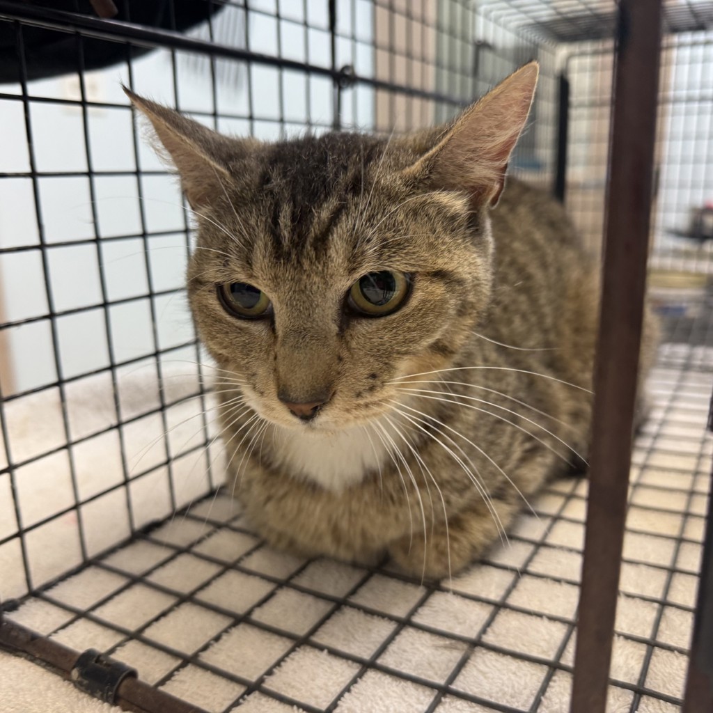 Shelter Stray Female Cat last seen Near Alsacia Street, San Diego, CA, 92139, San Diego, CA 92110