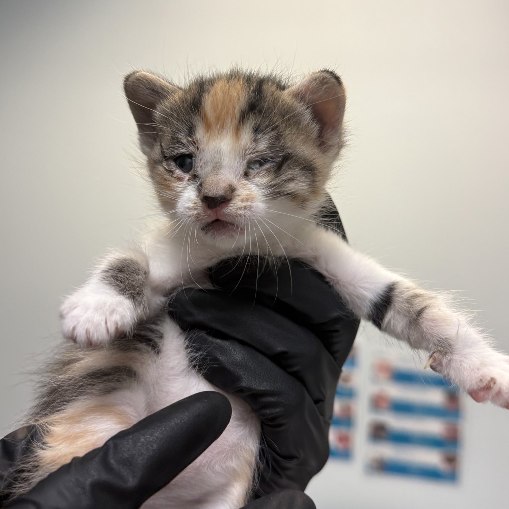 Shelter Stray Female Cat last seen Near Alsacia Street, San Diego, CA, 92139, San Diego, CA 92110